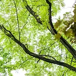 Dreibrunnen Gastehaus Im Luisenpark Erfurt