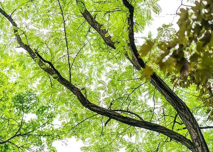 Dreibrunnen Gastehaus Im Luisenpark Erfurt
